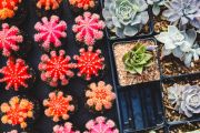 Torna "Cactus Folies" a Villa Giulia: tre giorni tra le piante rare
