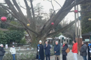 La grande quercia di Villa Taranto si illumina per il Natale